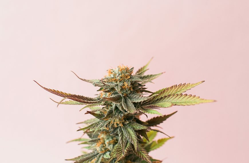 Όλα όσα πρέπει να γνωρίζεις για το παρεξηγημένο αλλά θαυματουργό φυτό της κάνναβης